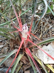 Bromelia balansae