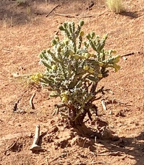 Cylindropuntia whipplei