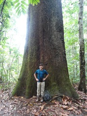 Bertholletia excelsa