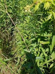 Silphium asteriscus trifoliatum