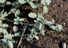 Heliotropium supinum