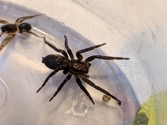 Asthenoctenus borellii