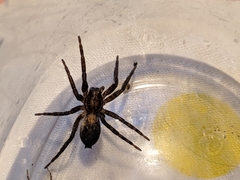 Asthenoctenus borellii