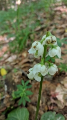 Pyrola media