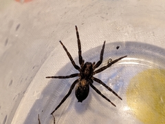 Asthenoctenus borellii