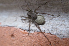 Araneae