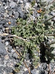 Galium hypotrichium