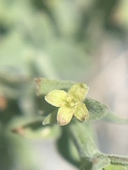 Galium hypotrichium