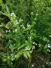 Galium pseudorivale