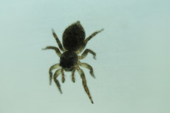 Araneae