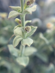 Galium hypotrichium