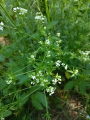 Galium pseudorivale