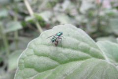 Diptera