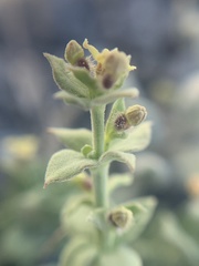 Galium hypotrichium