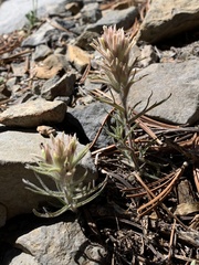 Castilleja nana