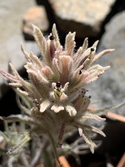 Castilleja nana