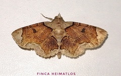 Dolichosomastis bicolorata