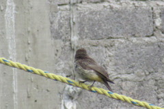 Pyrocephalus rubinus