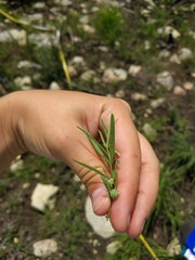 Pombalia verticillata