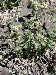 Galium hypotrichium