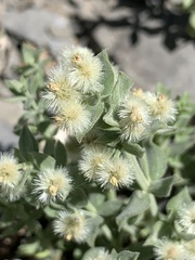 Galium hypotrichium