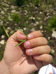 Pombalia verticillata