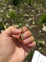 Pombalia verticillata