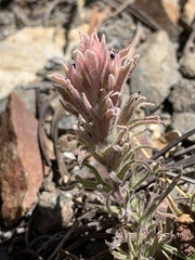 Castilleja nana