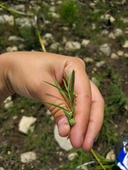 Pombalia verticillata