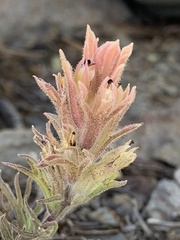 Castilleja nana
