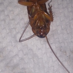Periplaneta americana