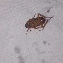 Periplaneta americana