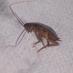 Periplaneta americana