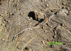 Liolaemus araucaniensis