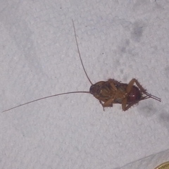 Periplaneta americana