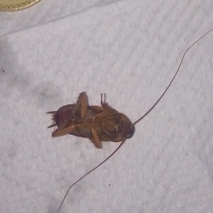 Periplaneta americana