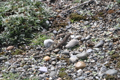 Liolaemus magellanicus