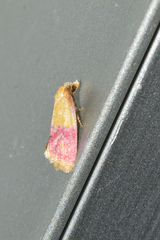 Cochylis rosaria