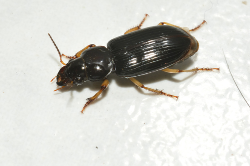 Polpochila capitata