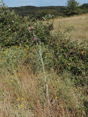 Onopordum illyricum illyricum