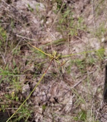 Cyperus grayioides