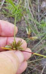 Cyperus grayioides