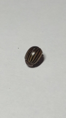 Leptinotarsa decemlineata