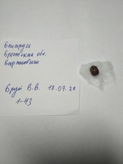 Leptinotarsa decemlineata