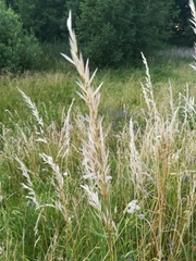 Poa angustifolia