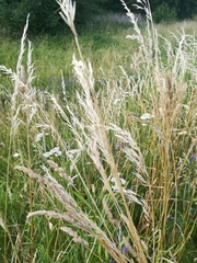 Poa angustifolia