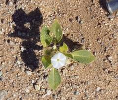 Euploca convolvulacea