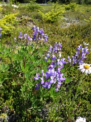 Lupinus nootkatensis