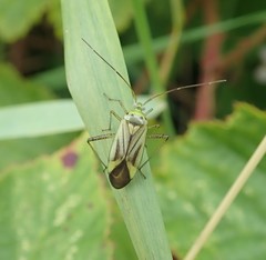 Adelphocoris