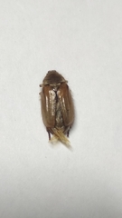 Amphimallon solstitiale